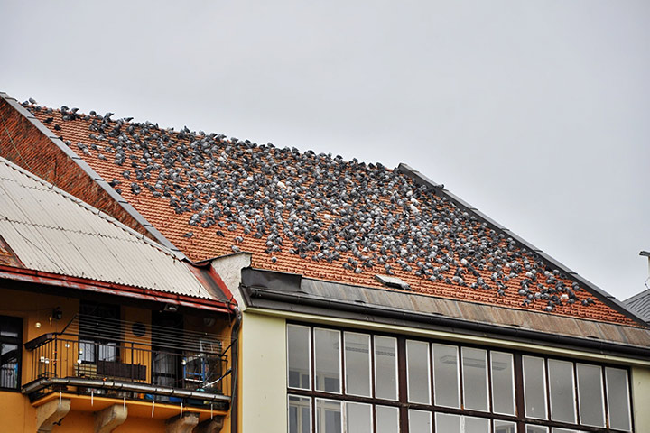 A2B Pest Control are able to install spikes to deter birds from roofs in Battersea. 