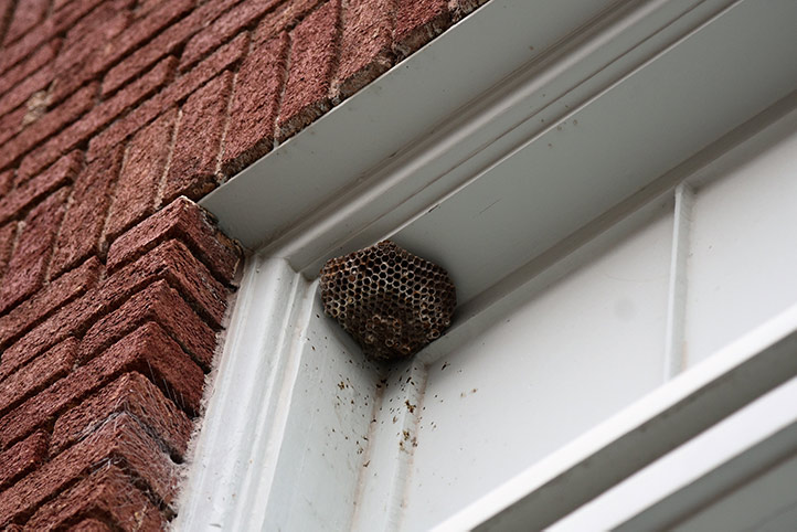 We provide a wasp nest removal service for domestic and commercial properties in Battersea.